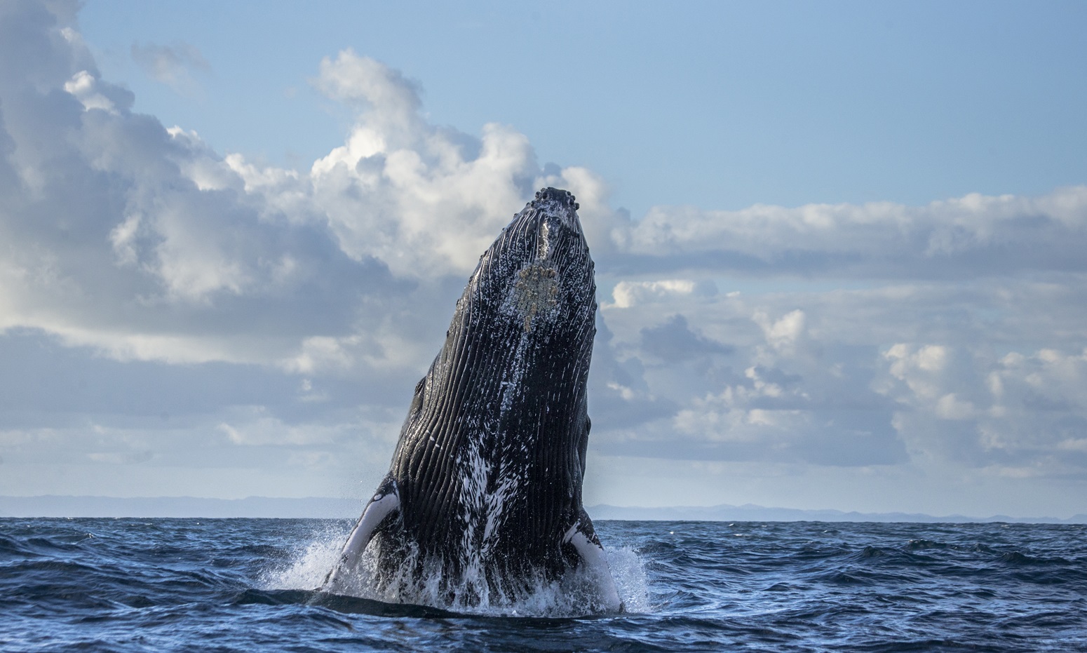 ballena ne la bahia de reykjavik avistamiento