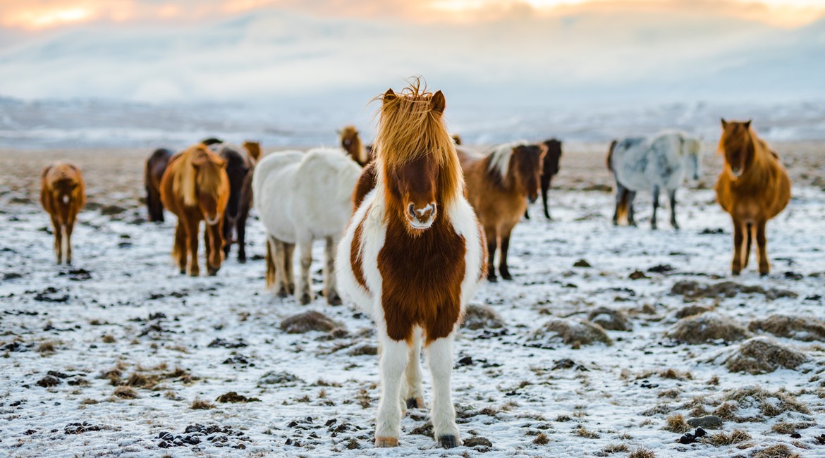 ruta islandia siguenos 2020 2